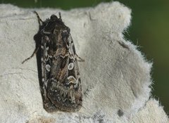 Gråbrunt sandjordfly (Euxoa tritici)