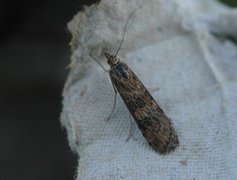 Smalengmott (Nomophila noctuella)