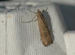 Smalengmott (Nomophila noctuella)