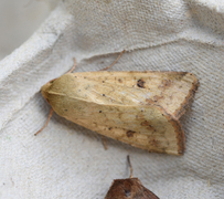 Pestfagerfly (Helicoverpa armigera)