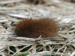 Ruby Tiger (Phragmatobia fuliginosa)