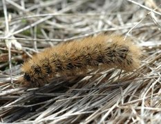 Ruby Tiger (Phragmatobia fuliginosa)