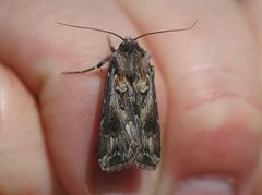Archer's Dart (Agrotis vestigialis)