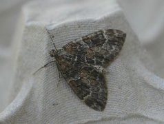 Spruce Carpet (Thera variata)