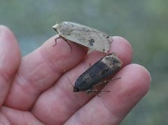 Dark Sword-grass (Agrotis ipsilon)