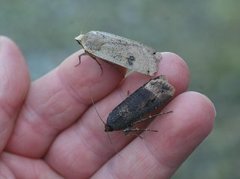 Langvingejordfly (Agrotis ipsilon)