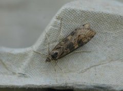 Smalengmott (Nomophila noctuella)