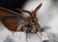 Fox Moth (Macrothylacia rubi)