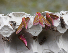 Stor snabelsvermer (Deilephila elpenor)