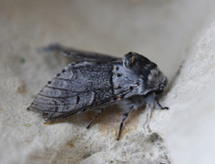 Sallow Kitten (Furcula furcula)