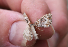 Red Twin-spot Carpet (Xanthorhoe spadicearia)