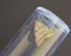 Buelinjet viftefly (Herminia grisealis)