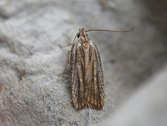 Agonopterix nervosa