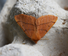 Feathered Thorn (Colotois pennaria)