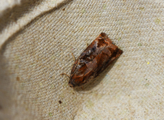 Pine Tortrix (Archips oporana)