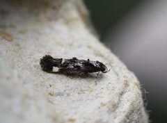 Large Dark Cosmet (Mompha conturbatella)