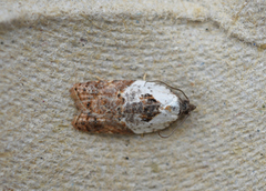 Marmorflatvikler (Acleris variegana)