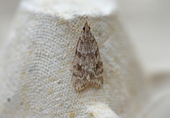 Common Grey (Scoparia ambigualis)