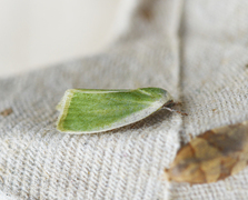 Dvergbåtfly (Earias clorana)