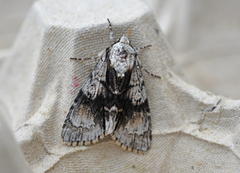 Orekveldfly (Acronicta alni)