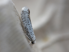 Heggspinnmøll (Yponomeuta evonymella)