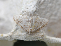 Welsh Wave (Venusia cambrica)