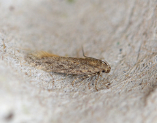 Scrobipalpa nitentella