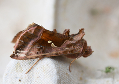 Plain Golden Y (Autographa jota)
