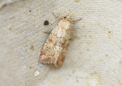Small Dotted Buff (Photedes minima)