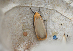 Buff Footman (Eilema depressa)
