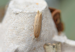 Dunkjevleglansmøll (Limnaecia phragmitella)