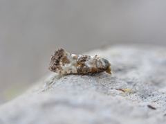 Marbled Conch (Eupoecilia angustana)