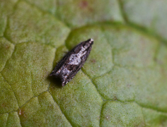 Tyttebærhakevikler (Rhopobota ustomaculana)