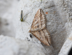 Oblique Carpet (Orthonama vittata)