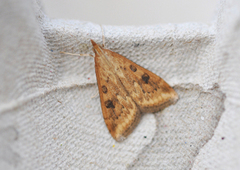 Rusty-dot Pearl (Udea ferrugalis)