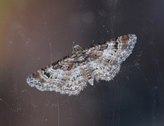 Double-striped Pug (Gymnoscelis rufifasciata)