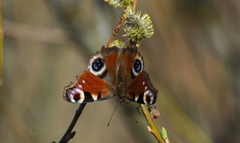 Dagpåfugløye (Aglais io)