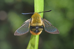 Narrow-bordered Bee Hawk-moth (Hemaris tityus)