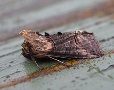 Brungult neslefly (Abrostola triplasia)