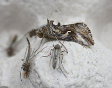 Silver Y (Autographa gamma)
