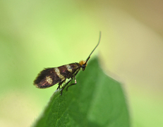 Yellow-barred Gold (Micropterix aureatella)