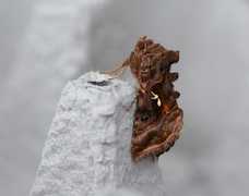 Fiolettbrunt metallfly (Autographa pulchrina)