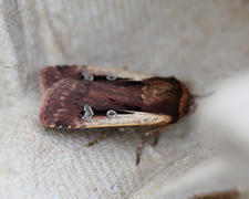 Flame Shoulder (Ochropleura plecta)