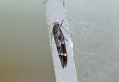 Mompha sturnipennella