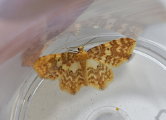 Small Yellow Wave (Hydrelia flammeolaria)