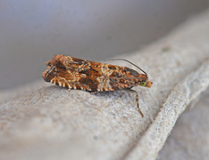 Thyme Marble (Celypha cespitana)