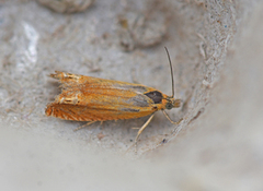 Red Piercer (Lathronympha strigana)