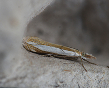 Grass-veneer (Crambus pascuella)