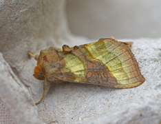 Større båndmetallfly (Diachrysia chrysitis)