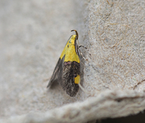 Oecophora bractella